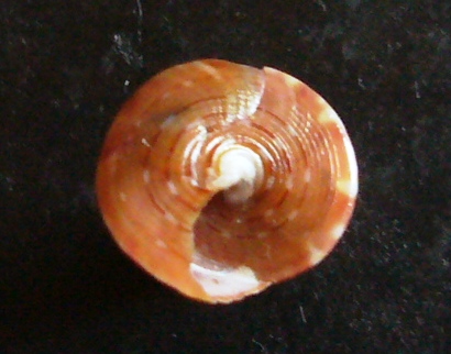 Calliostoma funiculatum?